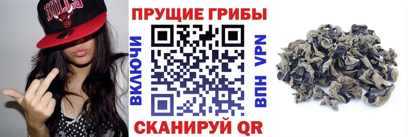 купить закладку  Ленинск  Псилоцибиновые грибы мицелий 